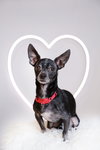 Mason - Photo 1