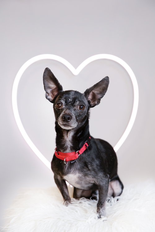 MASON - Chihuahua available for adoption