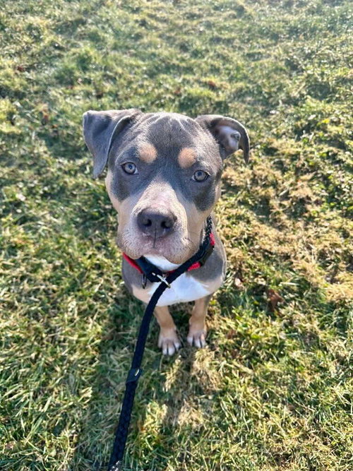 picture of the dog needing adoption