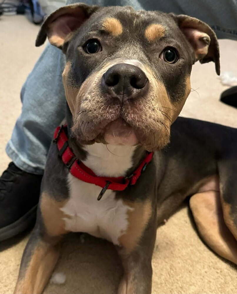 Bijou