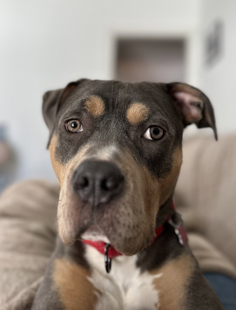 Bijou