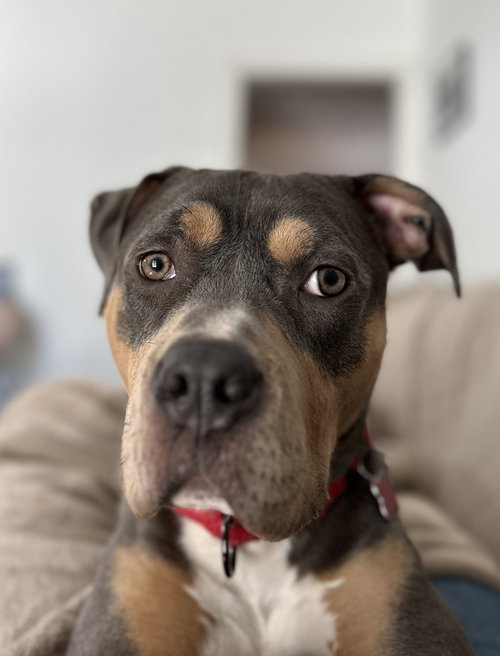 Bijou, an adoptable American Pit Bull Terrier in Caldwell, NJ