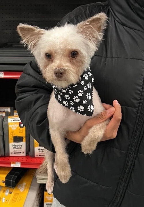 Milo, an adoptable Yorkshire Terrier Yorkie in Caldwell, NJ