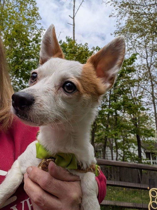 Mr.North, an adoptable Chihuahua in Caldwell, NJ