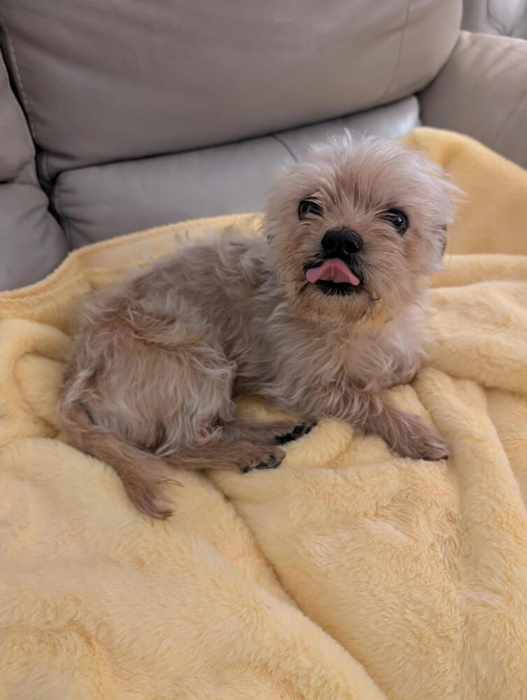 Brownie