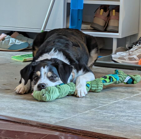 Sadie, an adoptable Australian Cattle Dog in Caldwell, NJ