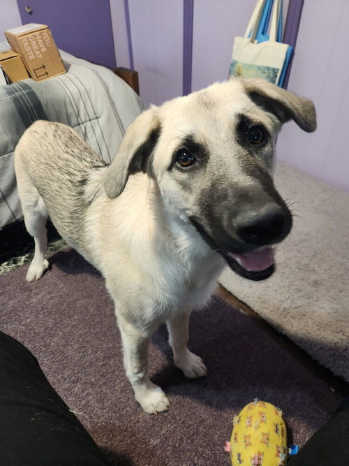 Bronx, an adoptable Great Pyrenees in Caldwell, NJ