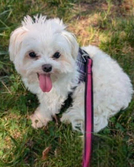 Dolly