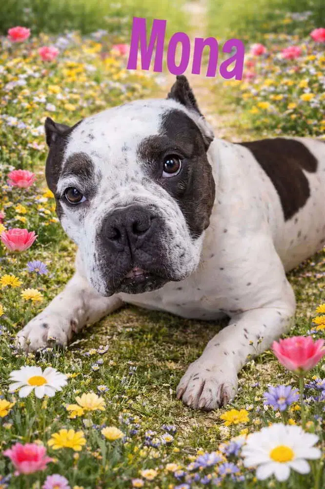 Mona - American Pit Bull Terrier
