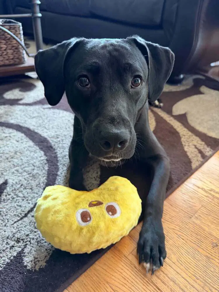 Poppy - Labrador Retriever