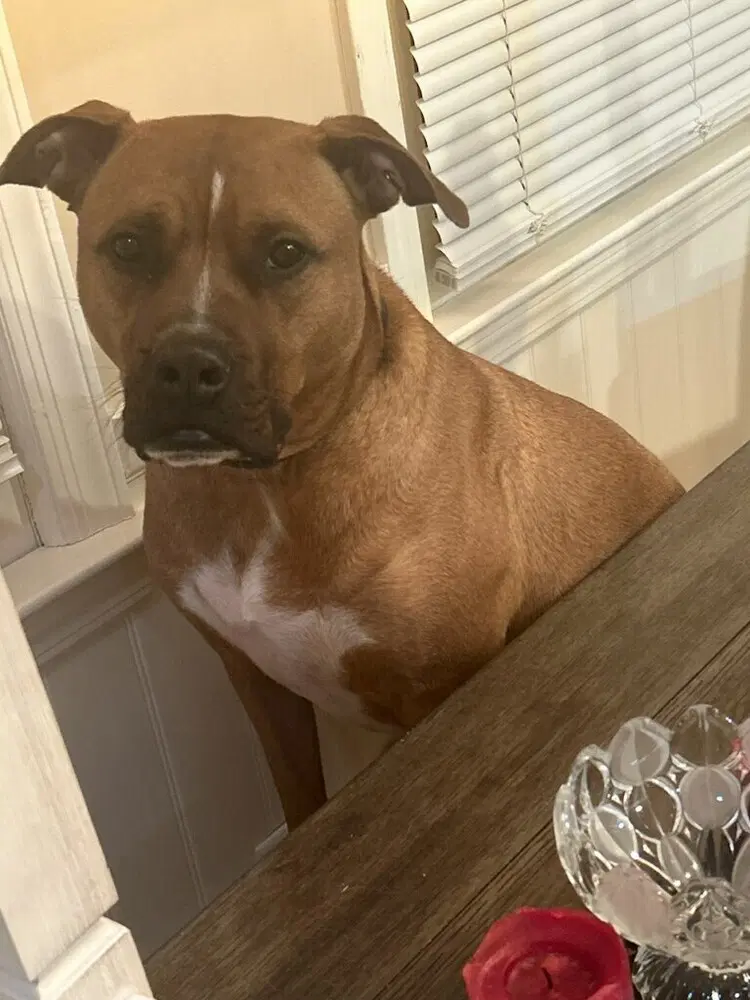 Henry - Pit Bull Terrier