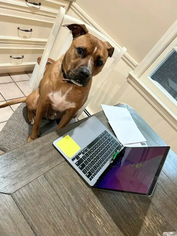Henry - Pit Bull Terrier