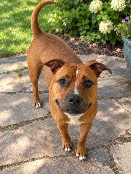 Henry, a dog for adoption from Rescue Haven Foundation