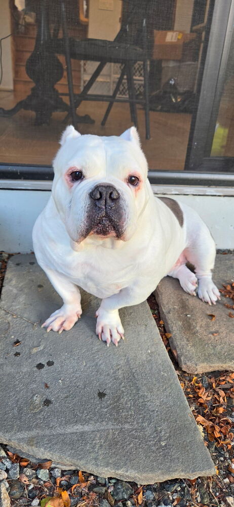 Tata, American Pit Bull Terrier
