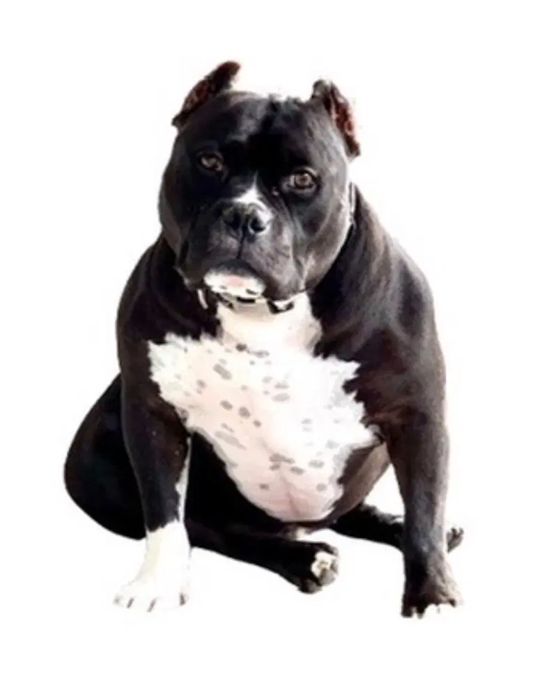 Ruxpin image 3