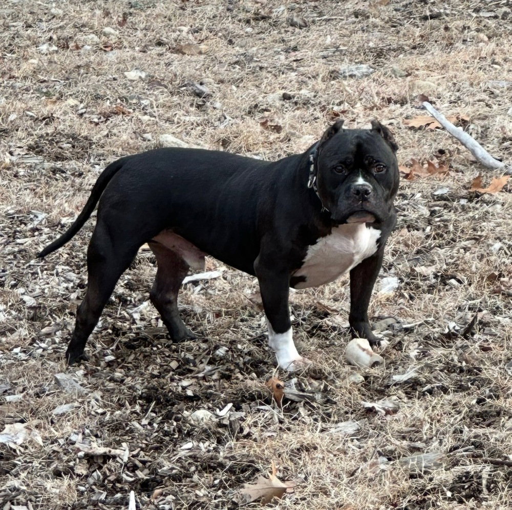 Ruxpin, photo 2