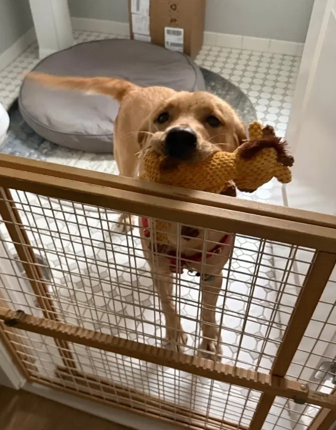 Kali - Labrador Retriever