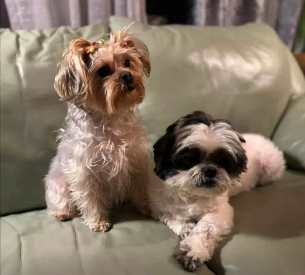 Miley And Oreo - Shih Tzu