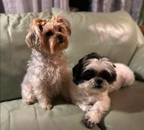 picture of the dog needing adoption