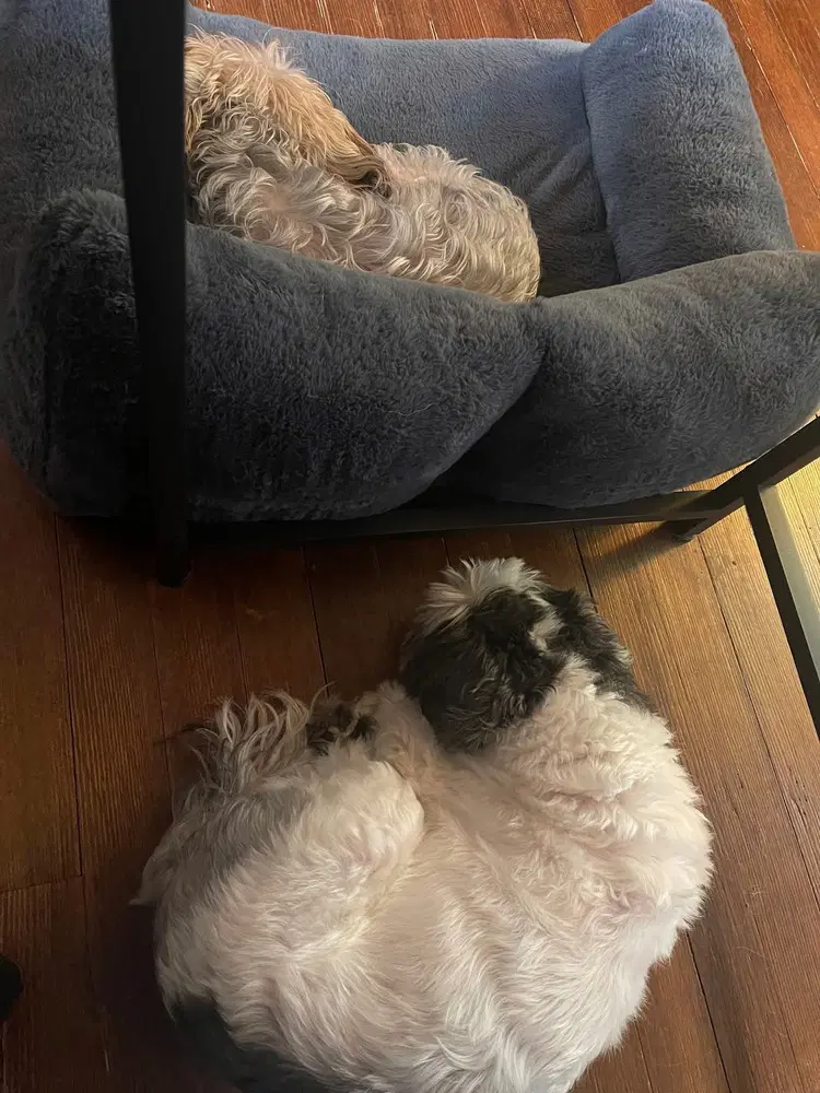 Miley And Oreo image 2