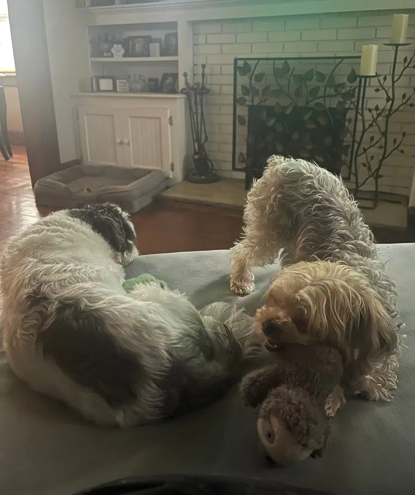 Miley And Oreo image 3