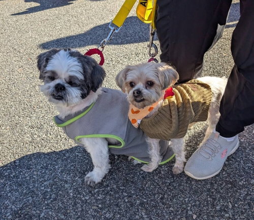 Miley and Oreo, Shih Tzu