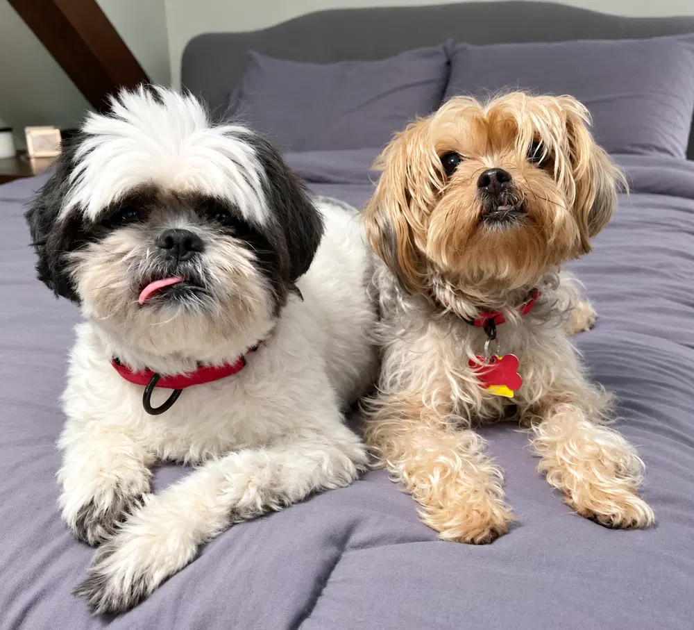 Miley And Oreo image 3