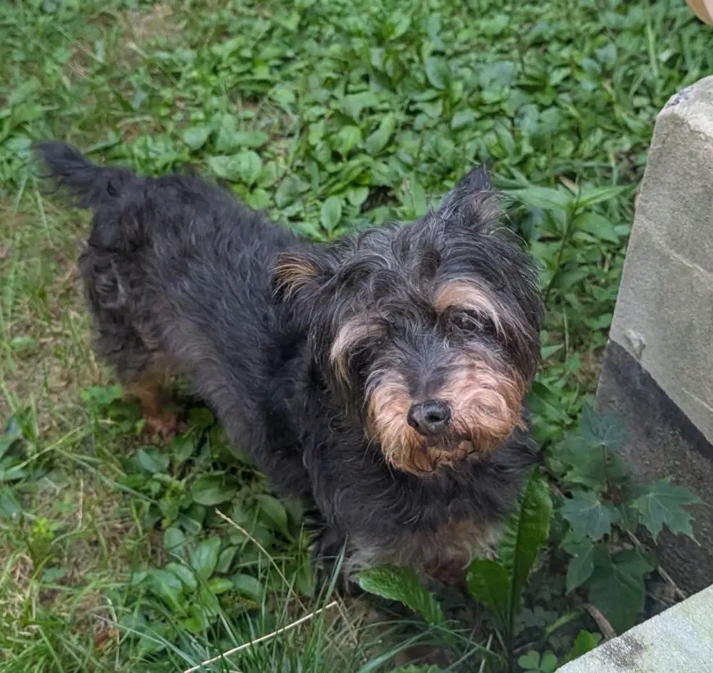 Tuti image 2