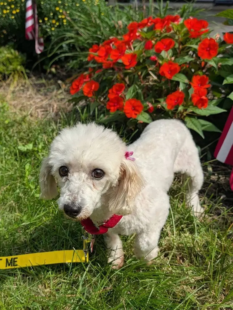 Giselle - Coton de Tulear