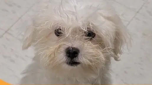 Sammy image 1