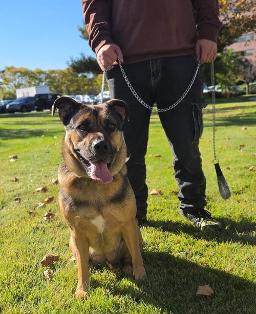 Cookie, German Shepherd Dog / Mixed
