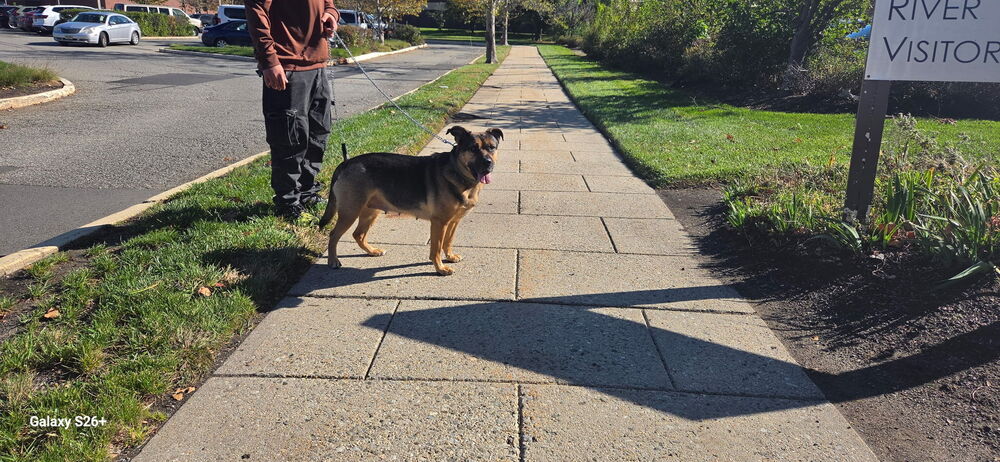 Cookie, photo 3