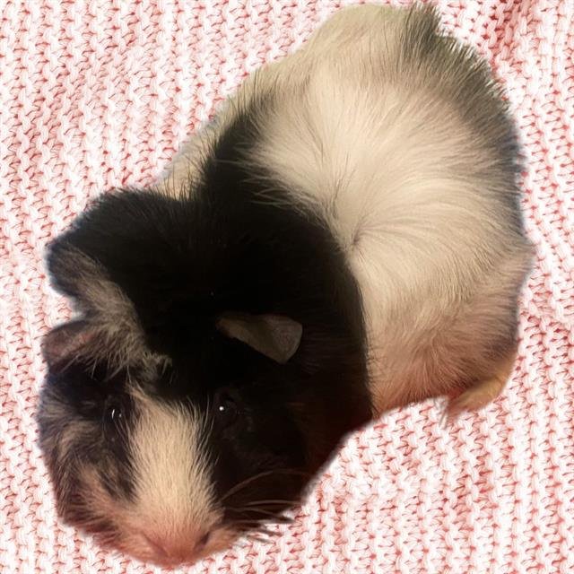 adoptable Guinea Pig in Aurora, CO named BUDDY
