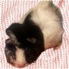 adoptable Guinea Pig in , CO named BUDDY