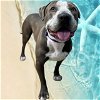 adoptable Dog in aurora, co, CO named CASPIAN