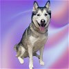 adoptable Dog in aurora, CO named SHADOWHEART