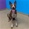 adoptable Dog in aurora, CO named MAYA