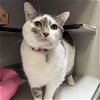 adoptable Cat in aurora, CO named MISSY