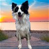 adoptable Dog in aurora, CO named JIMIN