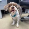 adoptable Dog in , CO named NORMAN