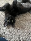 adoptable Cat in aurora, CO named TULIP