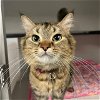 adoptable Cat in aurora, CO named ROBIN