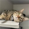 adoptable Cat in aurora, CO named CHAIRMAN MEOW
