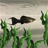 adoptable Fish in aurora, CO named THE CODFATHER