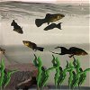 adoptable Fish in aurora, CO named JAMES POND