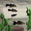 adoptable Fish in aurora, CO named JEF