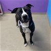 adoptable Dog in aurora, CO named TOBY