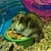 adoptable Hamster in  named HAMMIE