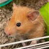 adoptable Hamster in  named SWEET PEA