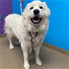 adoptable Dog in  named BLANCHE